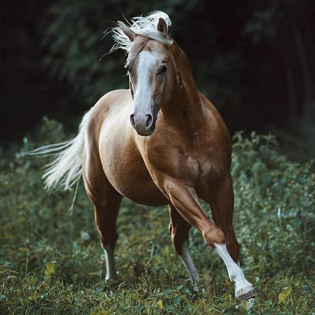 Quarter Horse Stallion - Little Chex To Cash